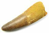 Fossil Spinosaurus Tooth - Feeding Worn Tooth #357687-1